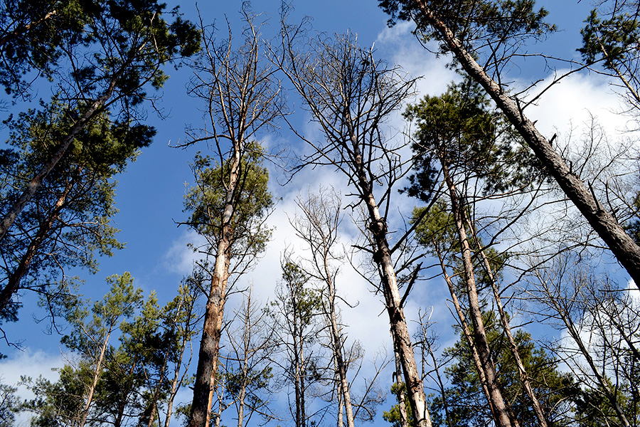 Підвищення середньорічних температур, зниження рівня ґрунтових вод негативно впливають на дерева. Фото з архіву обласного управління лісового та мисливського господарства 